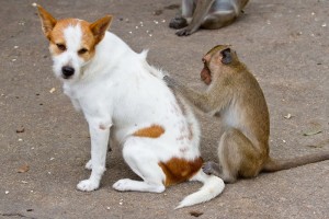 fleas-inspection-on-dog